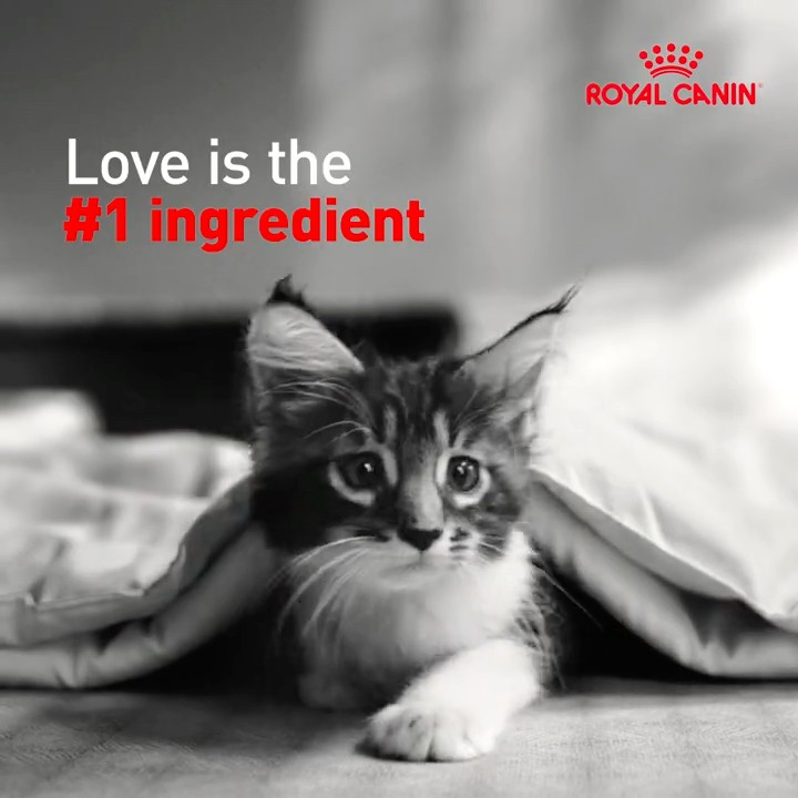 Royal Canin Global Campaign